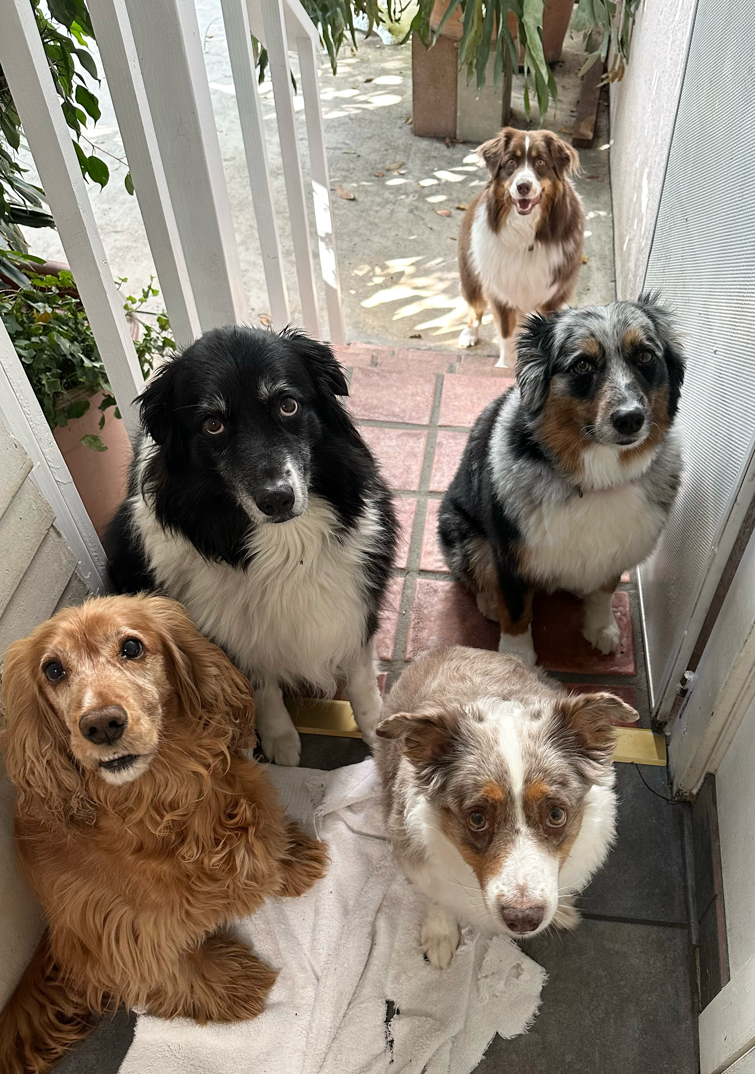 Five dogs in outdoor patio at Roxannes Dog Ranch