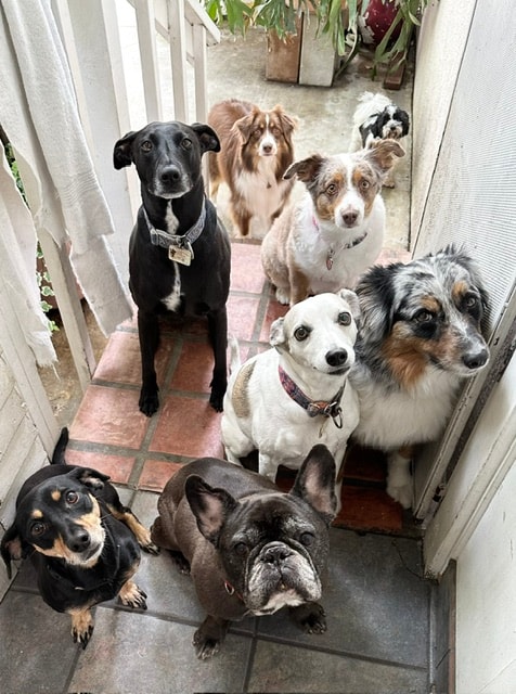 Seven dogs gathered in hallway at Roxannes Dog Ranch