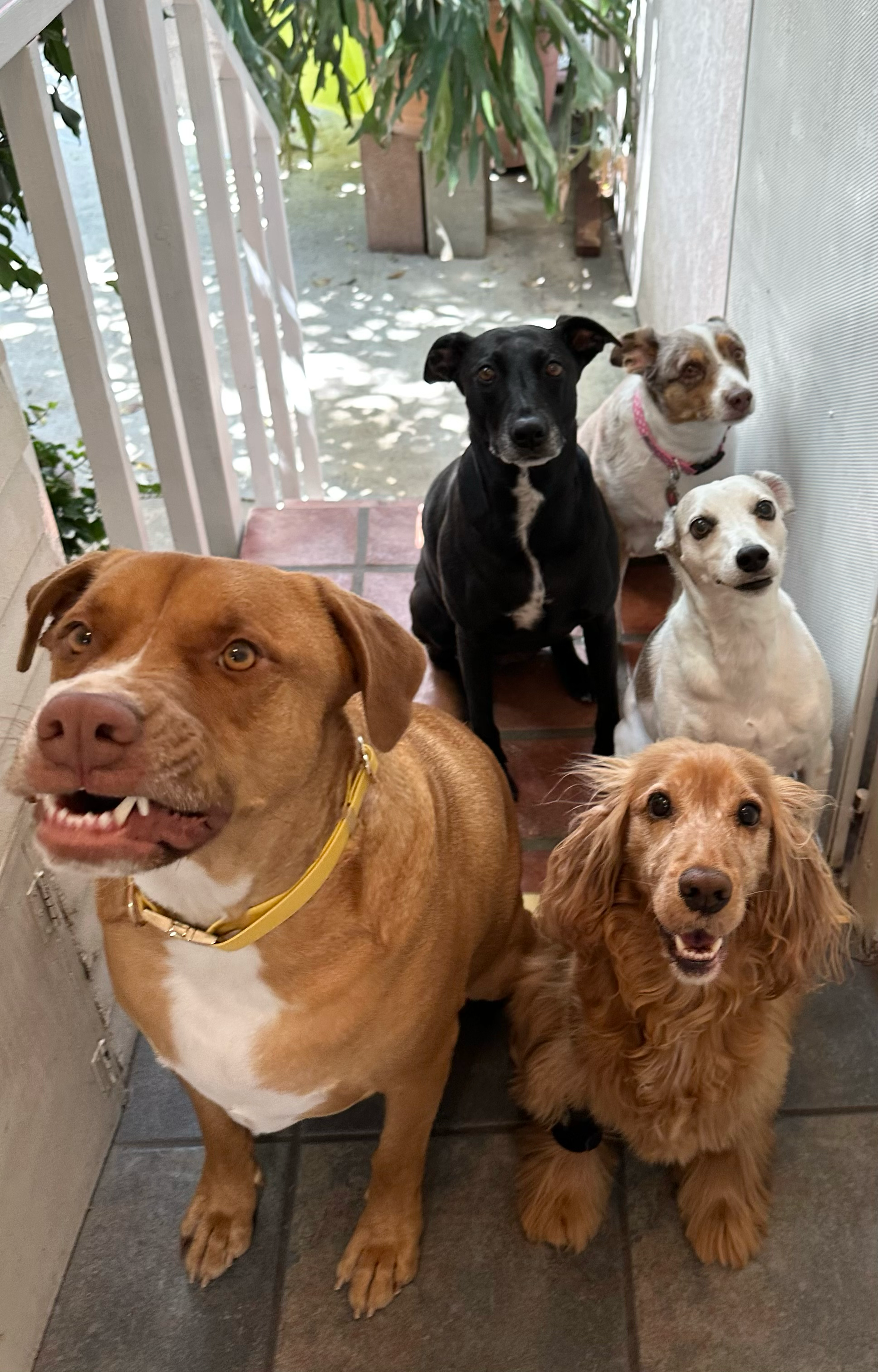 Five dogs on sunny patio at Roxannes Dog Ranch