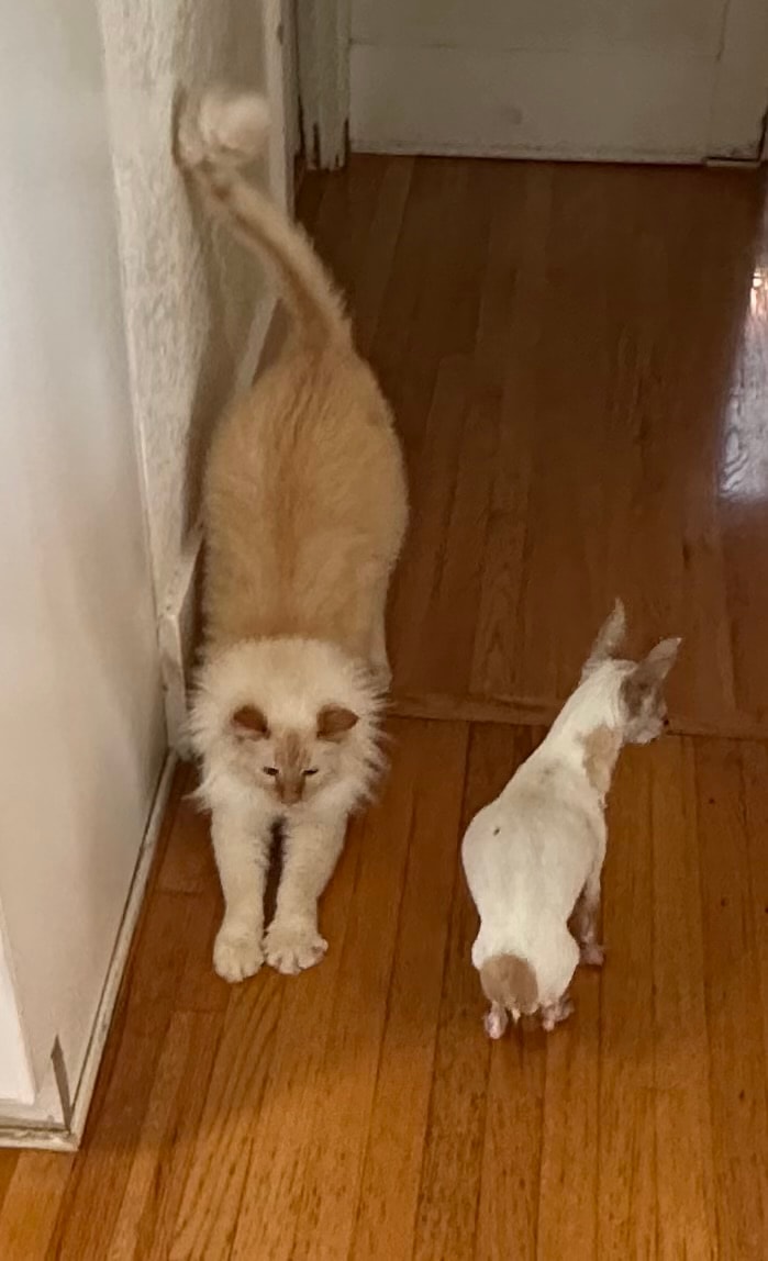 Two cats on wooden floor at Roxannes Dog Ranch