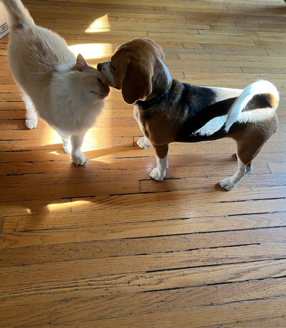 White cat and beagle greeting each other on hardwood floor