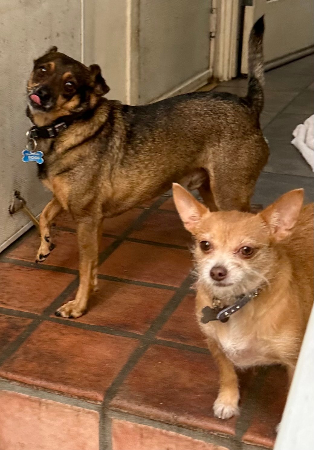 Two small dogs on tile floor at Roxannes Dog Ranch