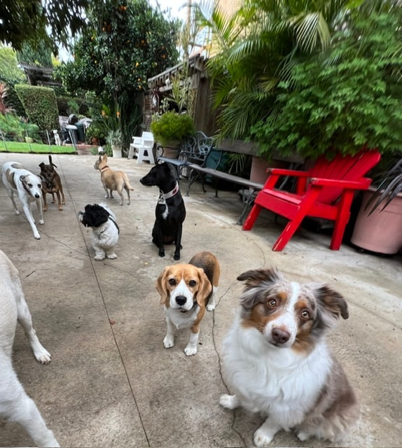 Pack of eight dogs in lush backyard garden at Roxannes Dog Ranch