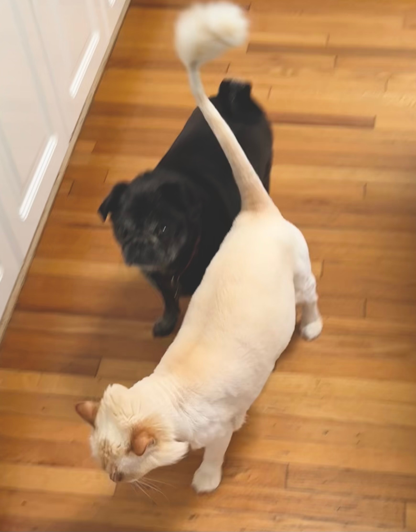 Two cats on wooden floor at Roxannes Dog Ranch