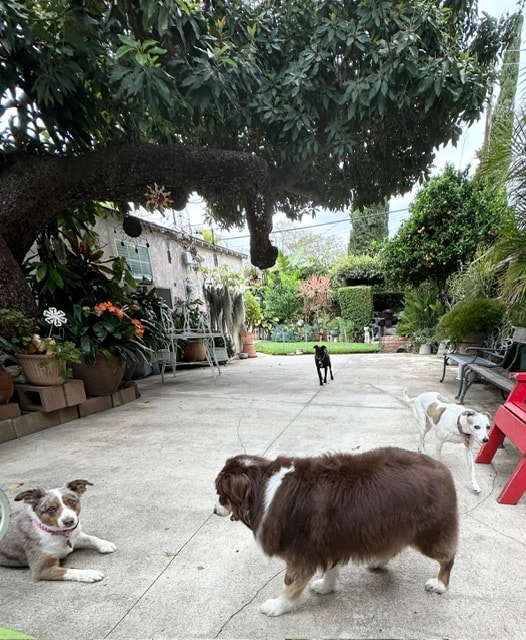 Dogs playing in the courtyard garden at Roxannes Dog Ranch