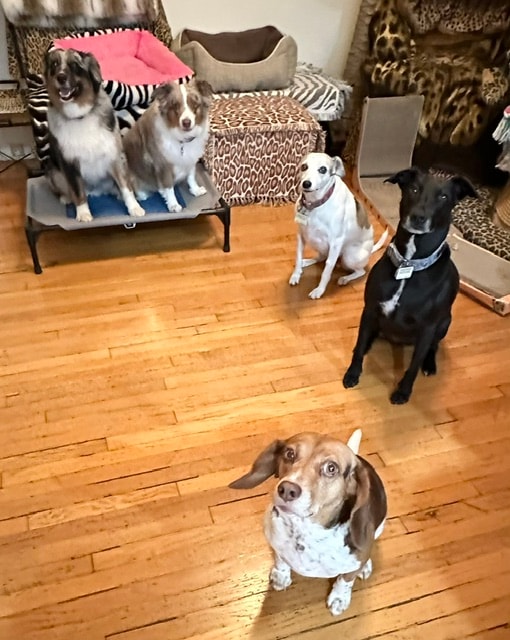 Five dogs gathered in the living room at Roxannes Dog Ranch