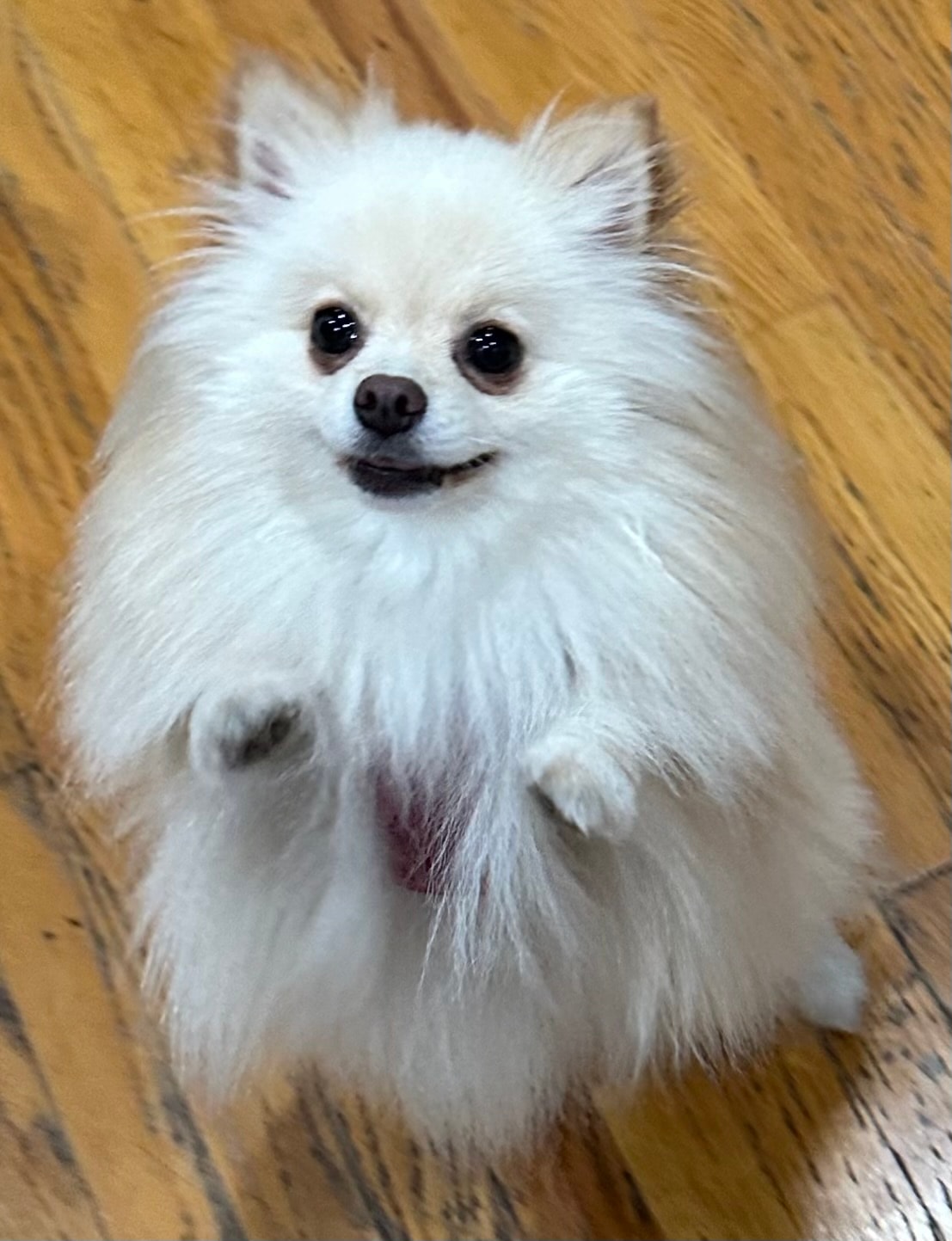 White fluffy Pomeranian smiling at camera at Roxannes Dog Ranch
